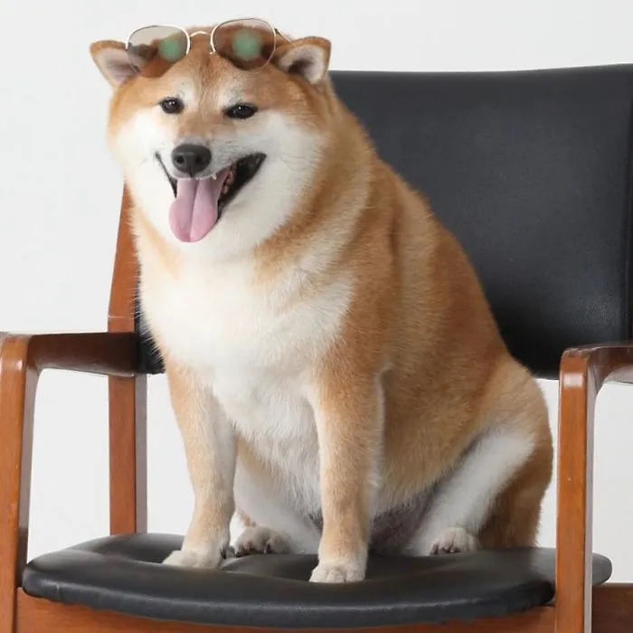 Mood: Whatever This Dog Is Going Through