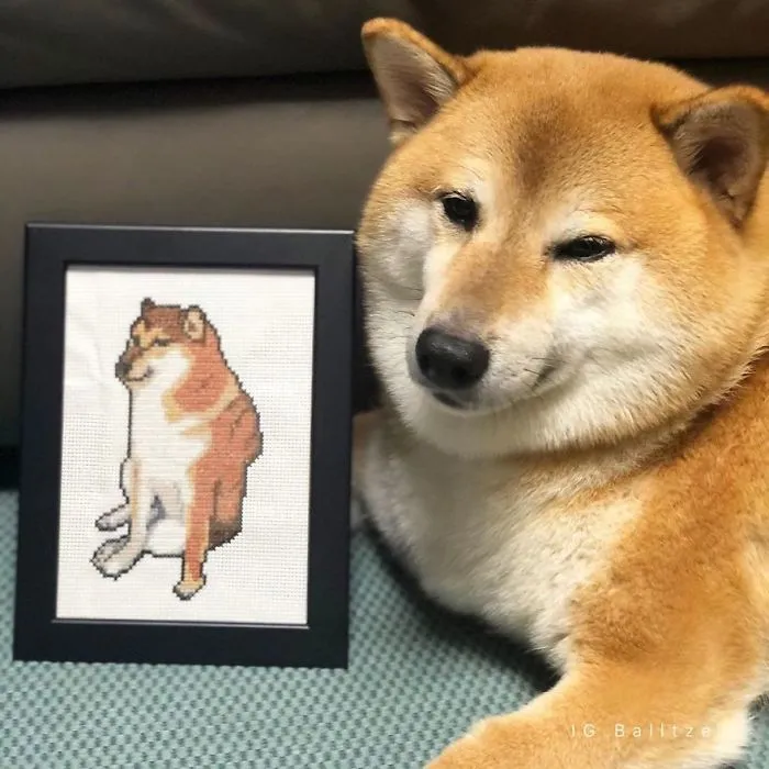 Shiba Inus Be Like: Much Wow, Very Relatable