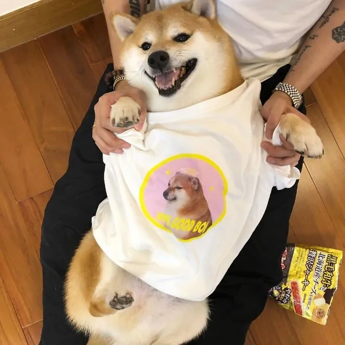 This Meme Dog Deserves An Oscar For Facial Expression