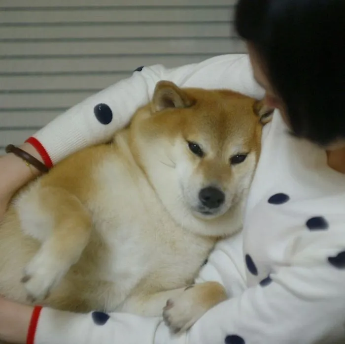 Shiba Inus Understand Me Better Than My Therapist