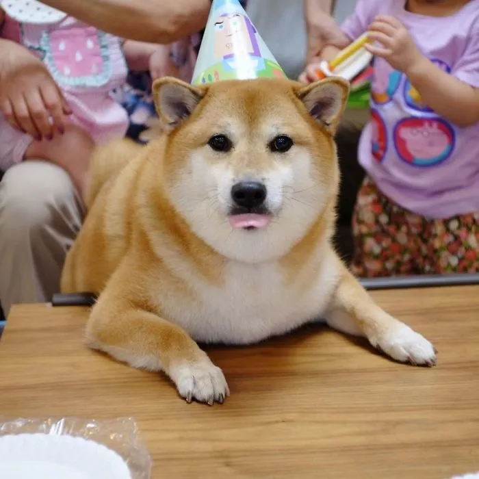 When Life Gets Ruff, Just Be A Shiba