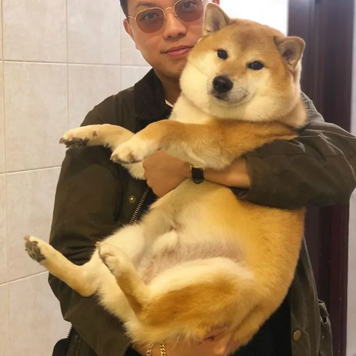 This Shiba Inu Has More Meme Potential Than My Entire Life