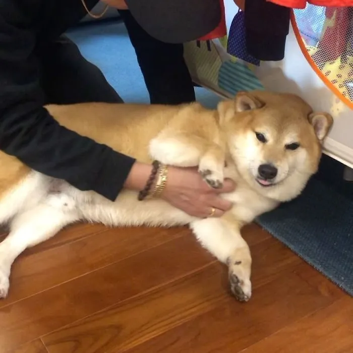 This Dog Is Just Trying Its Best (And It Shows)