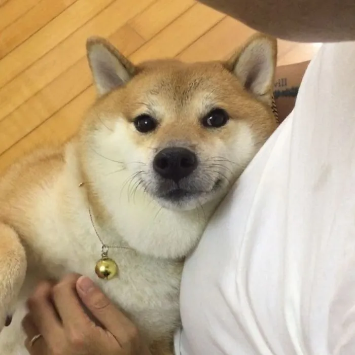 This Shiba’s Face Is A Whole Mood