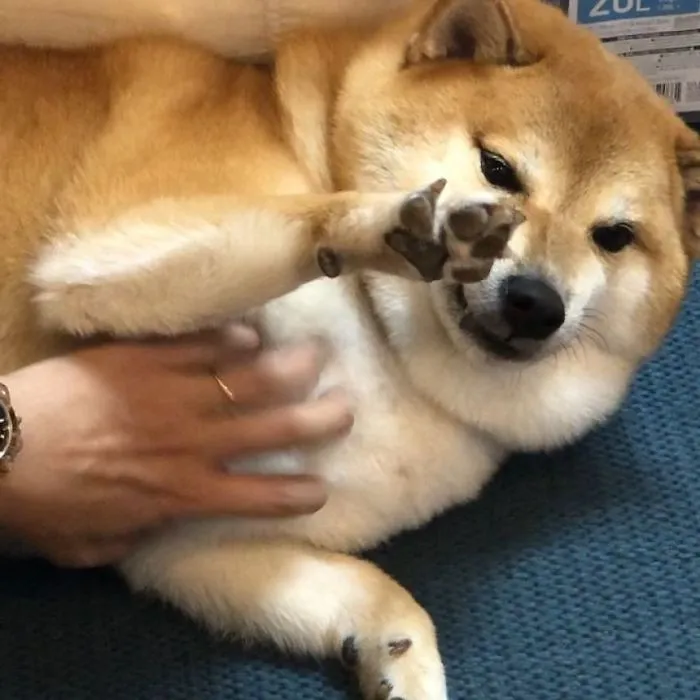 Some Days You’re The Shiba, Some Days You’re The Cheems