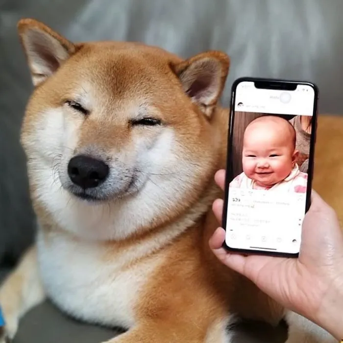 Me vs. Me: Featuring This Confused-Looking Shiba
