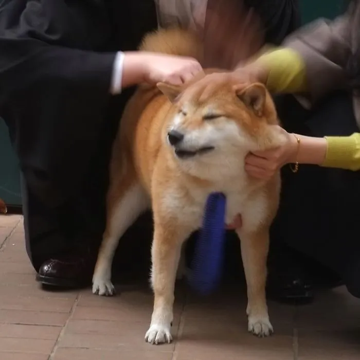 If Anxiety Were A Dog, It’d Be This Iconic Shiba