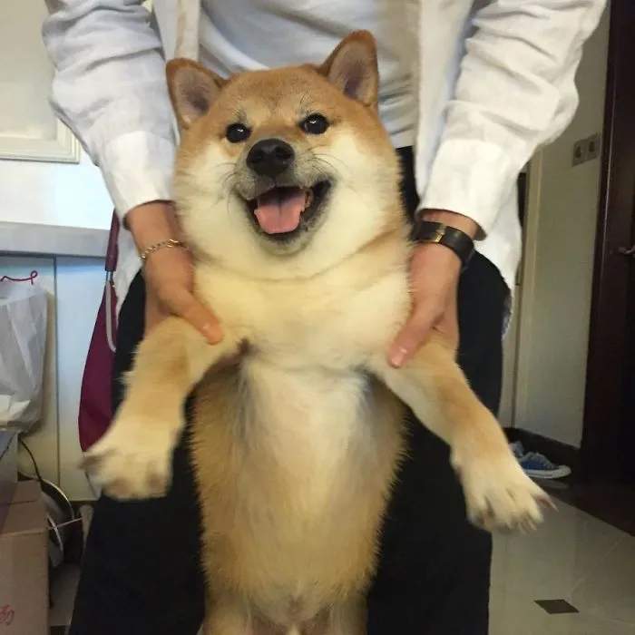 This Meme Dog Might Be The Most Honest Animal Alive