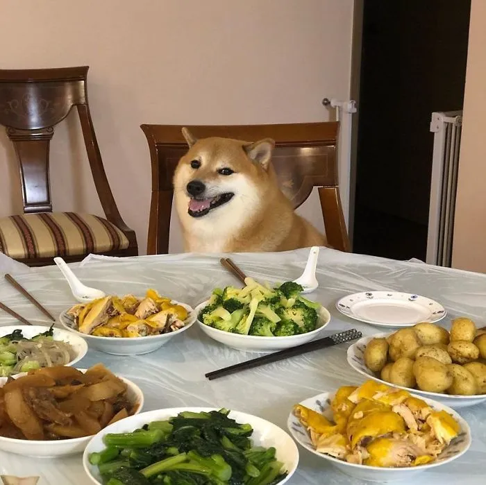 Shiba Logic: Eat, Sleep, Meme, Repeat