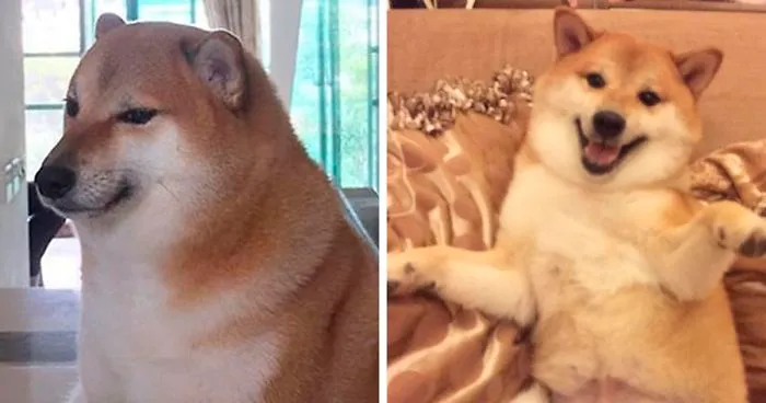 This Rescue Shiba Inu Is Responsible For The Hilarious Cheems Meme (46 Pics)