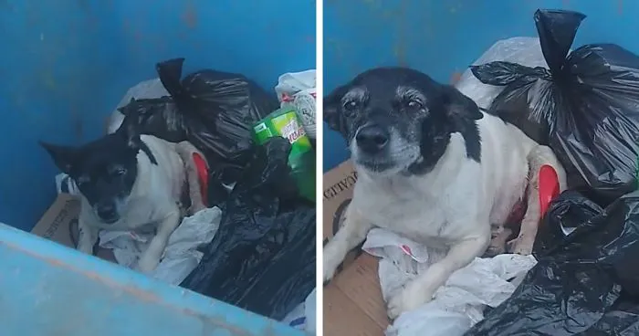 Dog With A Tumor Is Thrown Away In A Dumpster Like Trash