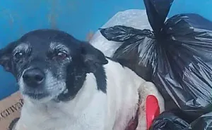 Dog With A Tumor Is Thrown Away In A Dumpster Like Trash