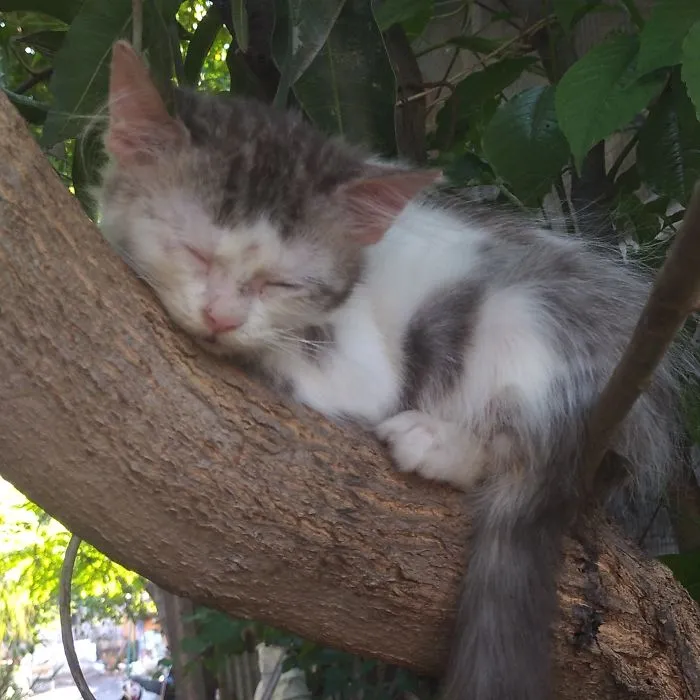 30 Cats Showing Off Their Skills At The Difficult Art Of Sleeping In Trees