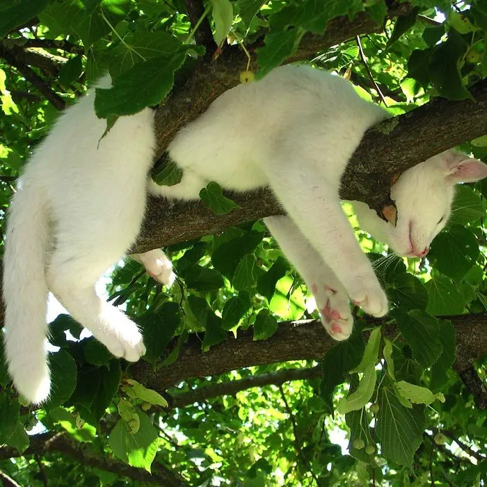 30 Cats Showing Off Their Skills At The Difficult Art Of Sleeping In Trees