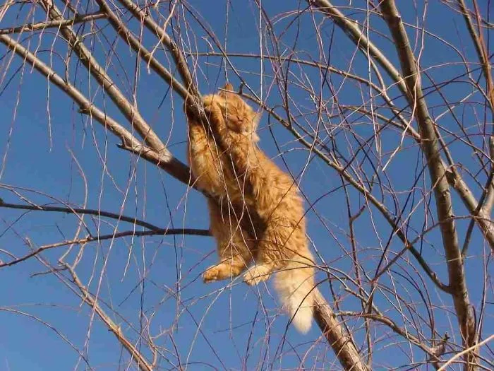30 Cats Showing Off Their Skills At The Difficult Art Of Sleeping In Trees