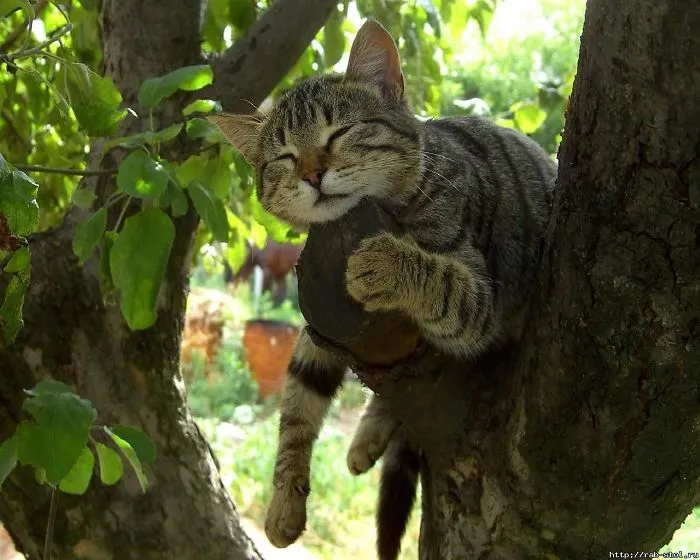 30 Cats Showing Off Their Skills At The Difficult Art Of Sleeping In Trees