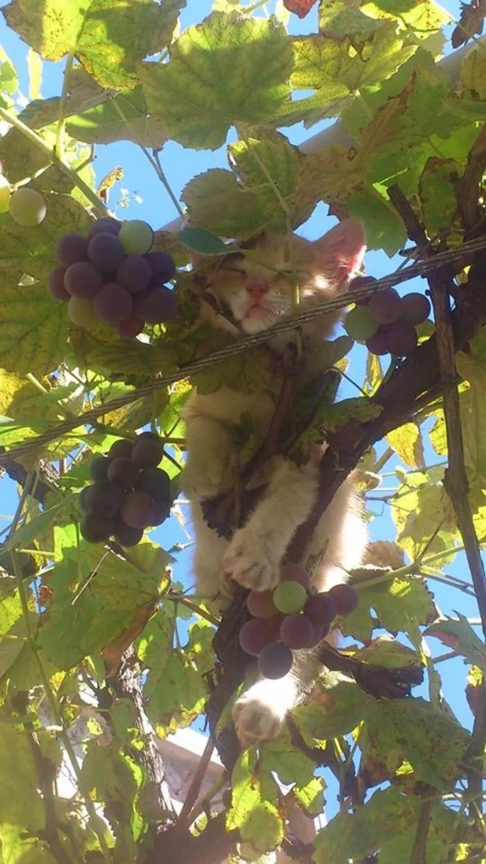 30 Cats Showing Off Their Skills At The Difficult Art Of Sleeping In Trees