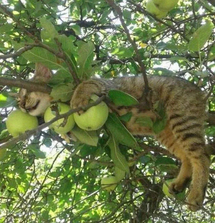 30 Cats Showing Off Their Skills At The Difficult Art Of Sleeping In Trees