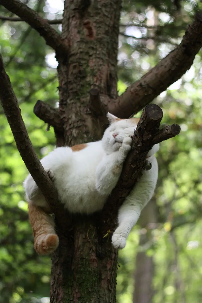 30 Cats Showing Off Their Skills At The Difficult Art Of Sleeping In Trees
