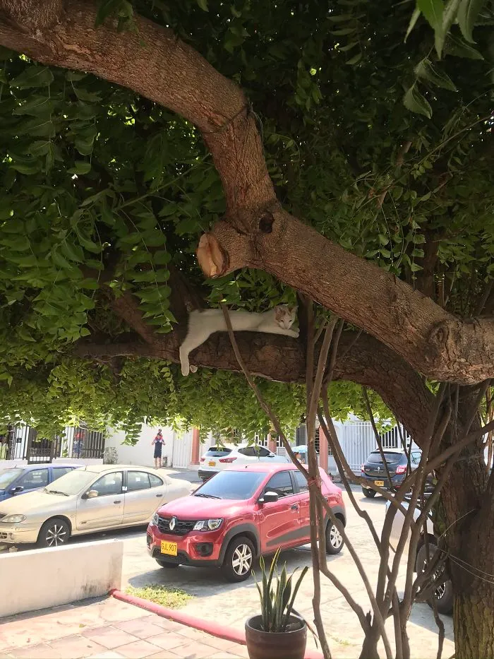 30 Cats Showing Off Their Skills At The Difficult Art Of Sleeping In Trees