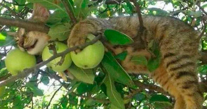30 Cats Showing Off Their Skills At The Difficult Art Of Sleeping In Trees