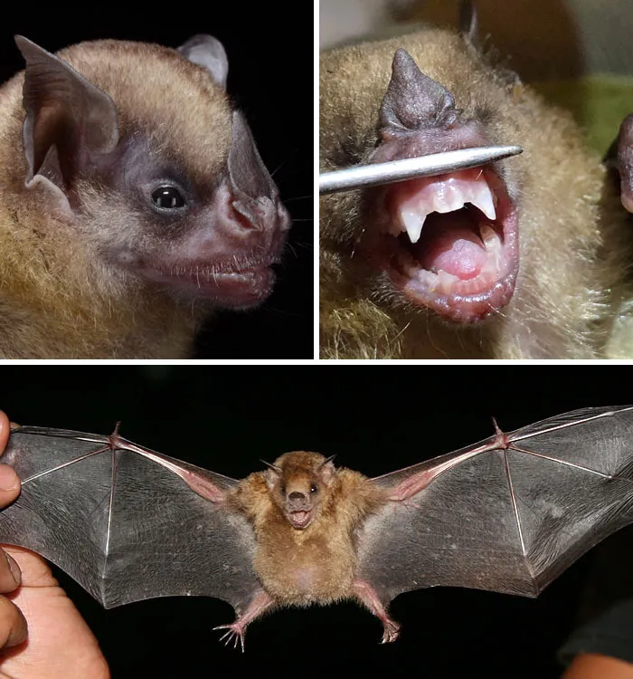 Murciélago de hombros amarillos 