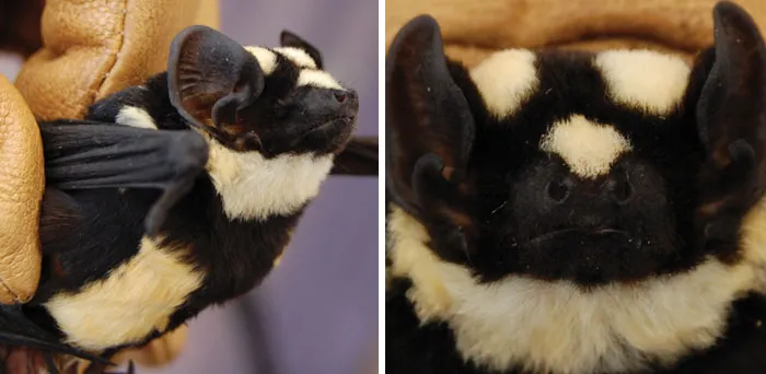 Murciélago panda