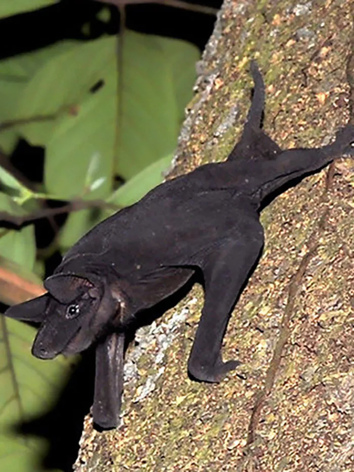 Murciélago lampiño
