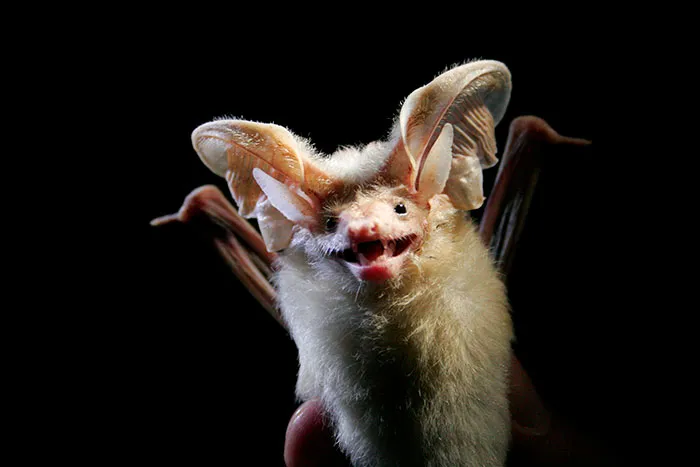 Murciélago de orejas largas de Hemprich