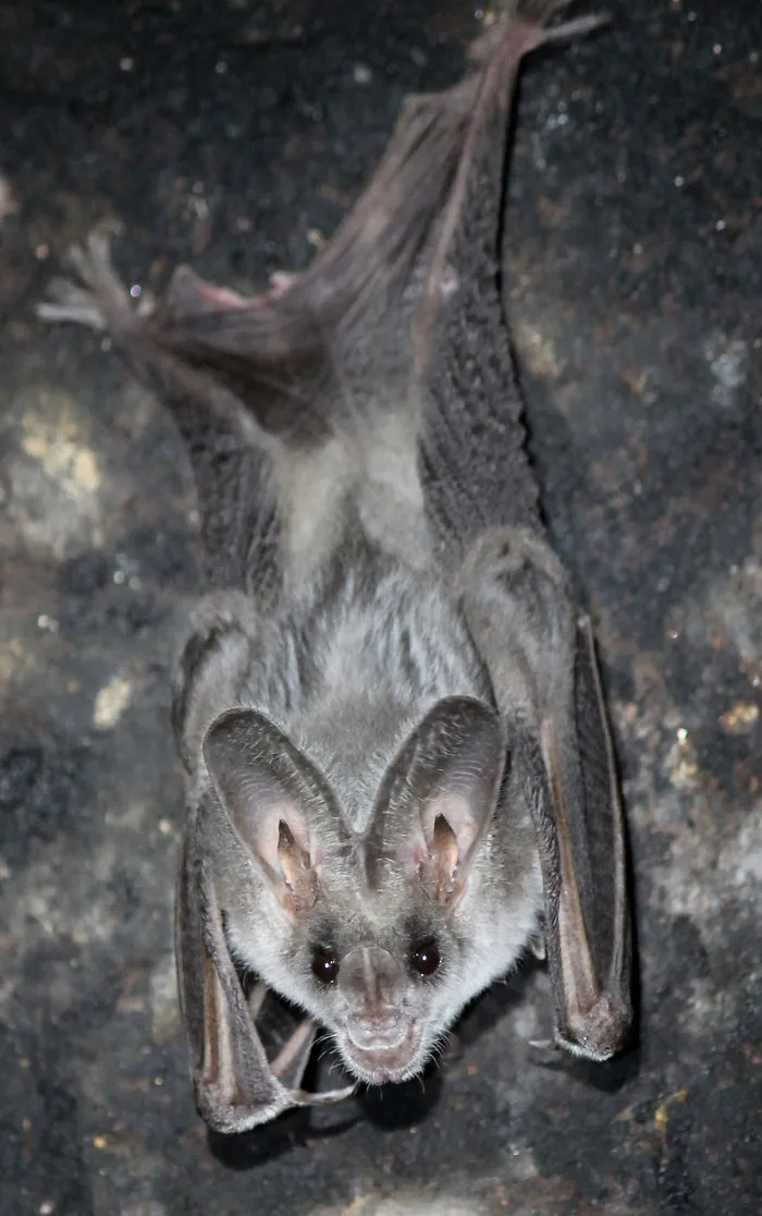 Falso vampiro del Paraguay