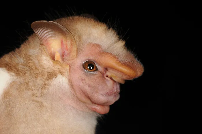 Murciélago de visera