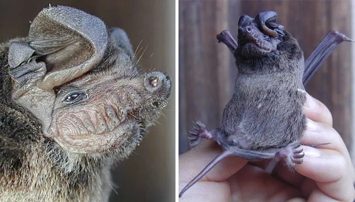 Murciélago de labios arrugados