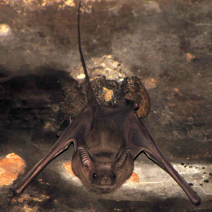 Murciélago de cola corta