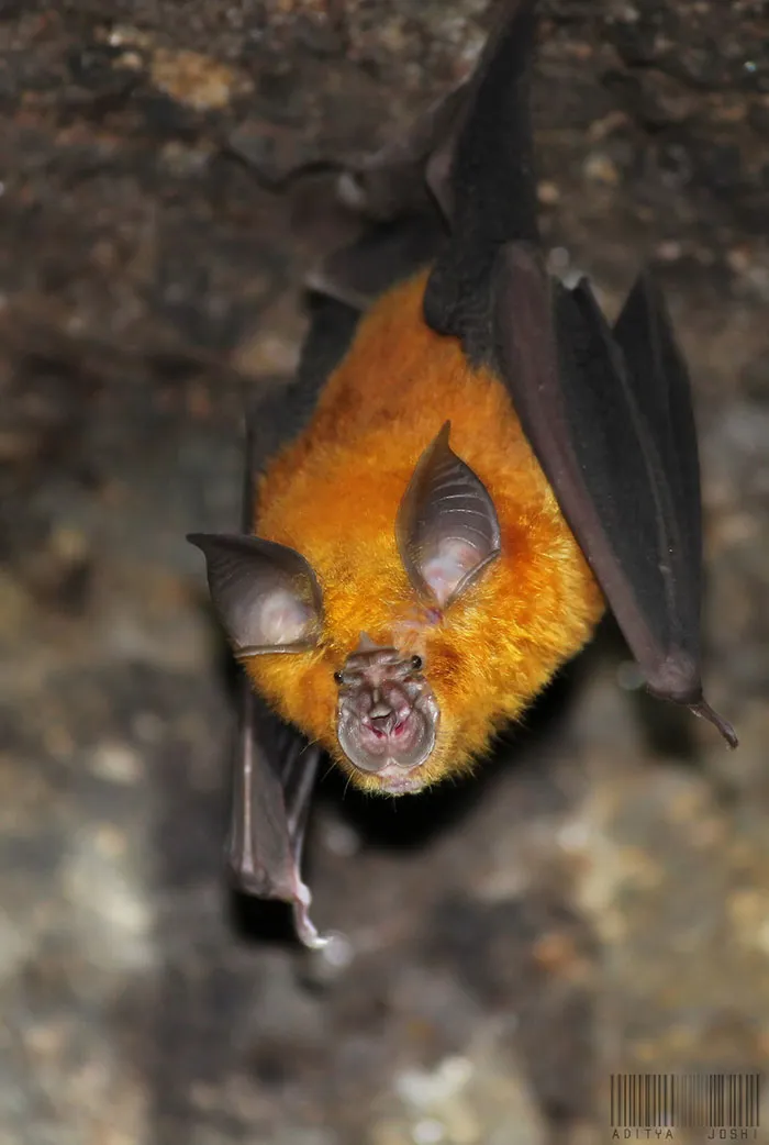 Murciélago de herradura rufo