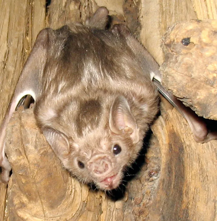 Vampiro de alas blancas