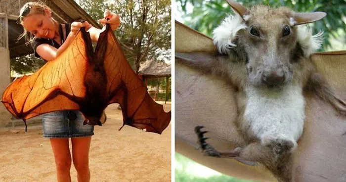 30 Especies de murciélago de aspecto muy extravagante