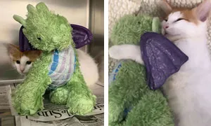 Kitten Brings His Stuffed Dragon BFF To The Vet To Keep Him Safe