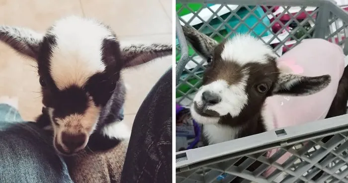 I Spent Last Summer Fostering A Baby Goat And It Never Learnt How To Goat