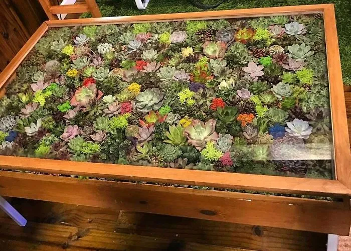 31 Times People Made Their Home Greener By Turning Tables Into Succulent Gardens