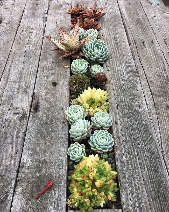 31 Times People Made Their Home Greener By Turning Tables Into Succulent Gardens
