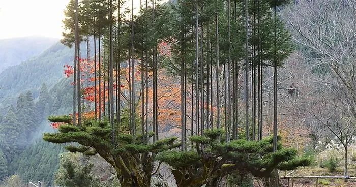Apparently, This Ancient Japanese Technique From The 14th Century Allows People To Produce Lumber Without Having To Cut Down Trees