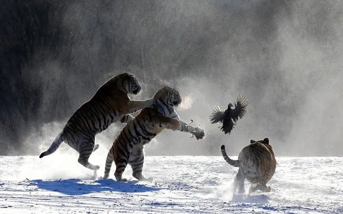This Photographer Ventured To Dangerous Places Where He Shot These 30 Wildlife Photos