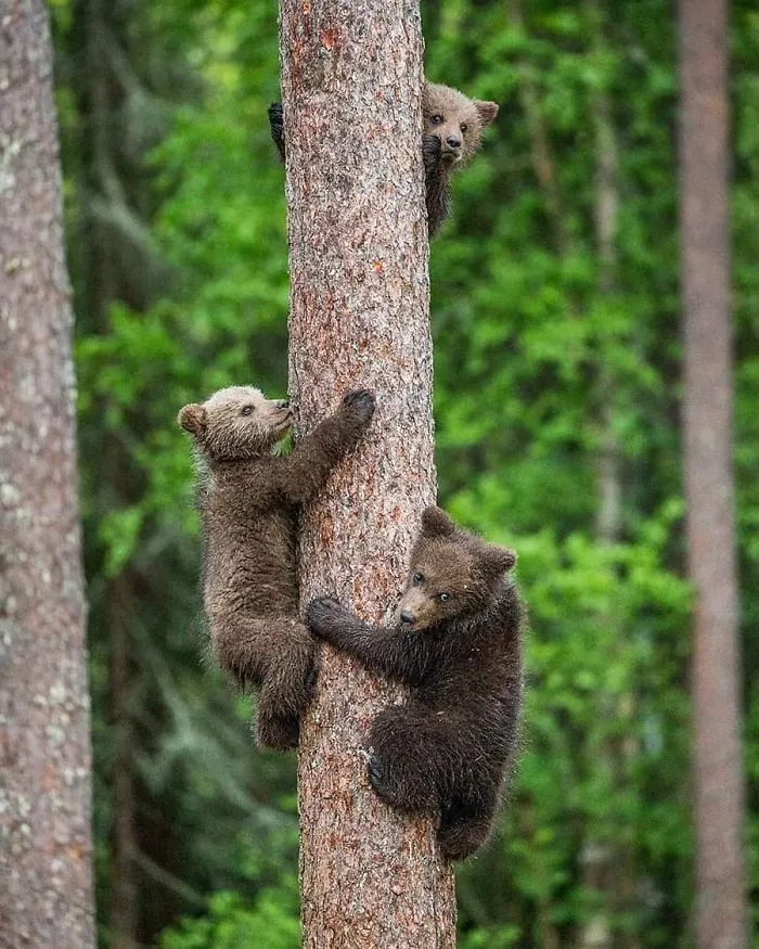 This Photographer Ventured To Dangerous Places Where He Shot These 30 Wildlife Photos