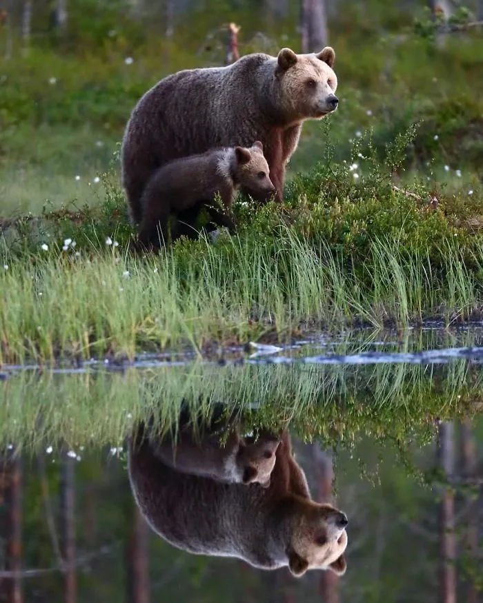 This Photographer Ventured To Dangerous Places Where He Shot These 30 Wildlife Photos