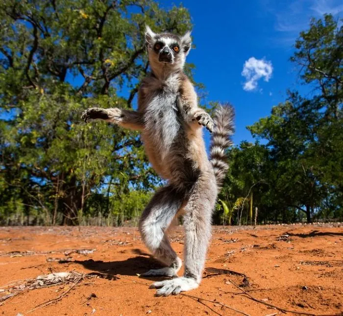 This Photographer Ventured To Dangerous Places Where He Shot These 30 Wildlife Photos