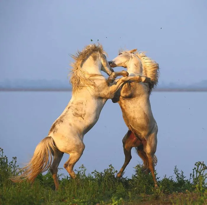 This Photographer Ventured To Dangerous Places Where He Shot These 30 Wildlife Photos