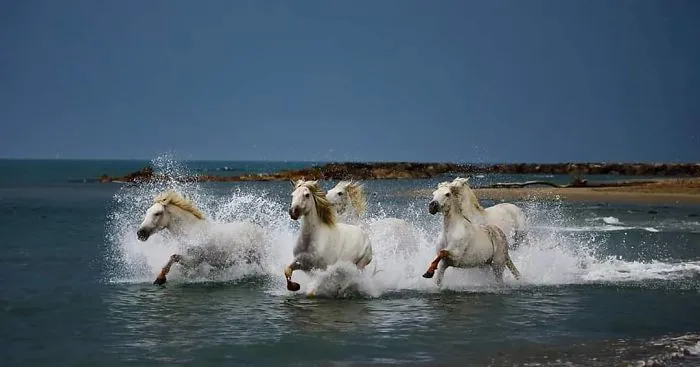 This Photographer Ventured To Dangerous Places Where He Shot These 30 Wildlife Photos