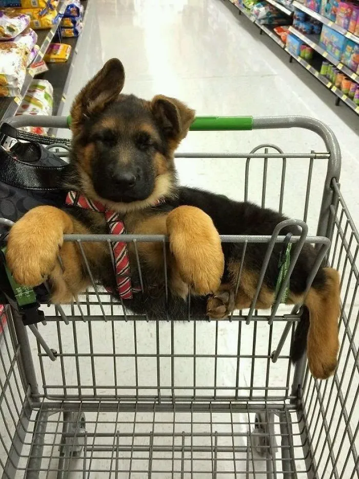 Because Puppy