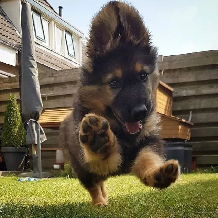Happy Paws 