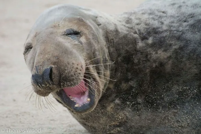30 Amusing Photos Of Seals Who Can’t Contain Their Laughter